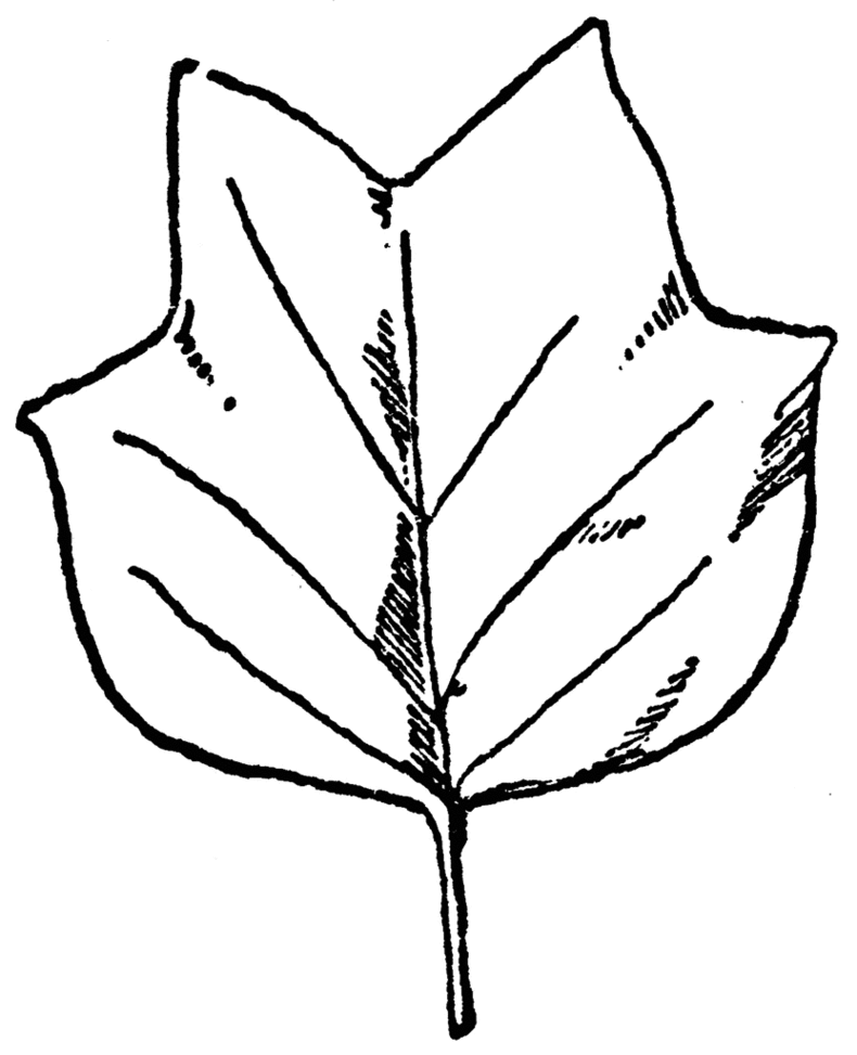 Tulip Line Drawing Clipart - Free to use Clip Art Resource