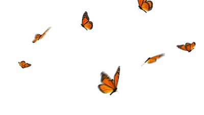 Butterflies, Monarch butterfly and Search