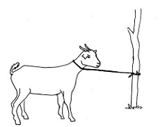 Line drawing of a tethered goat | Used in information flyer … | Flickr