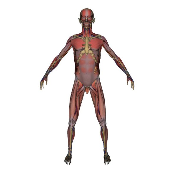 Anatomy | Anatomy Organs Picture - Part 240