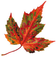 Friends of Rondeau » Colour in the Leaves