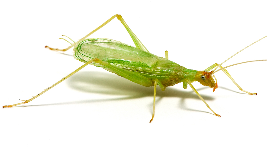 Snowy Tree Cricket | Songs of Insects