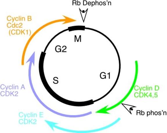 Genetics of Cell Cycle I