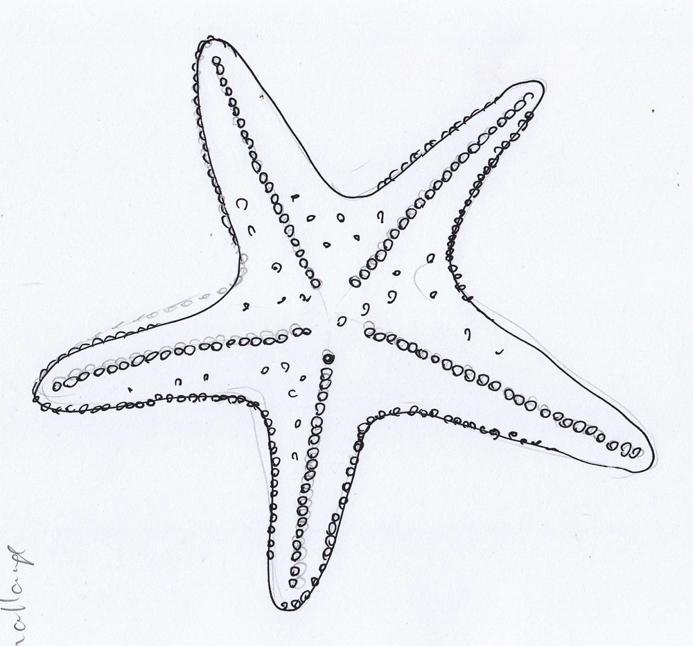 Starfish drawing