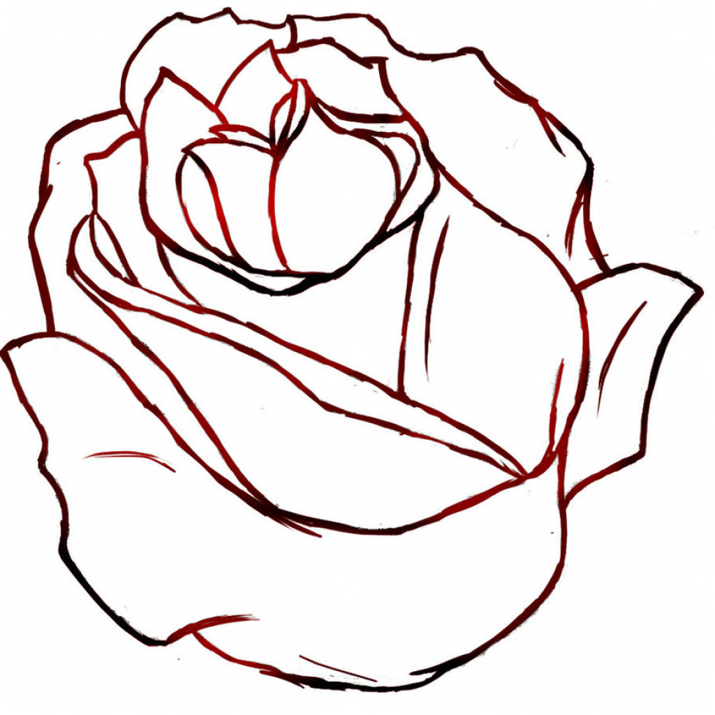 545 views Rose Outline Drawing - Drawing Art Gallery