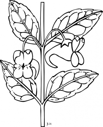 Stem With Flower Outline, Vector Files - Clipart.me