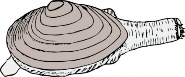 Pix For > Clams Clipart