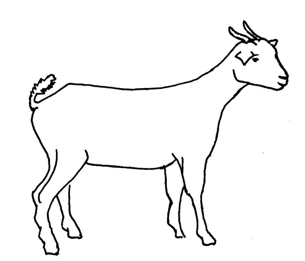 Line drawing of a goat | Flickr - Photo Sharing!