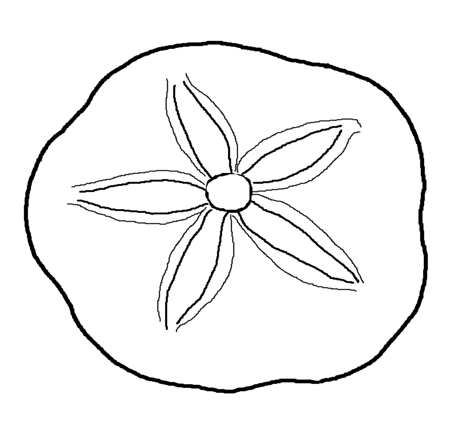 Coloring Pages | Seashells by Millhill