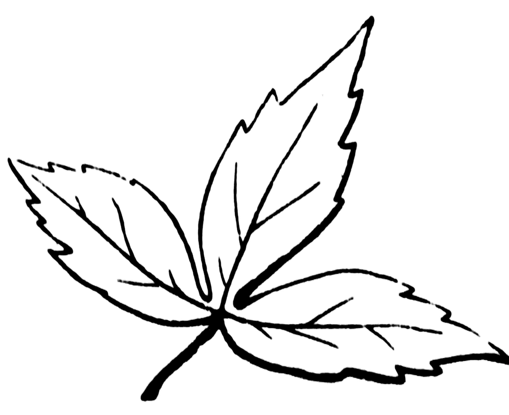 leaf line clip art - photo #24