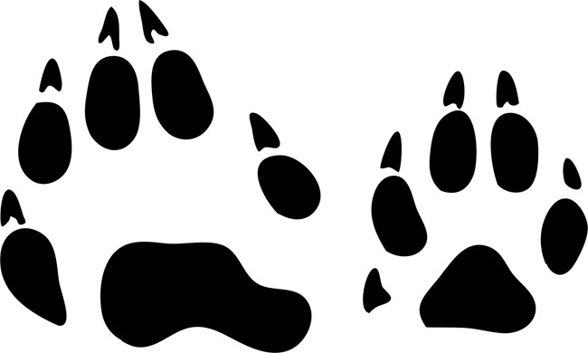 Raccoon Animal Track Stencils - stencilease.