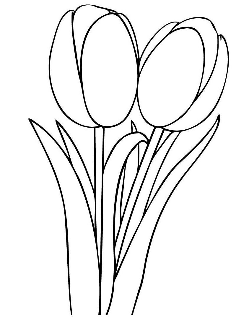 Blank How To Draw Tulips Step - deColoring