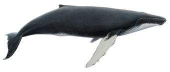 Baleen whales < Marine mammals < Main species < Ministry of ...