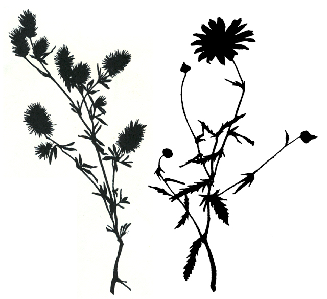 Cut Paper Silhouettes From Nature Fresh Artwork for Spring