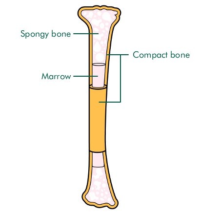 Human Skeleton Diagram Without Labels - ClipArt Best