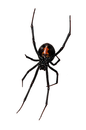 Black Widow Spider | Spider Exterminator | Portland OR | Vancouver WA
