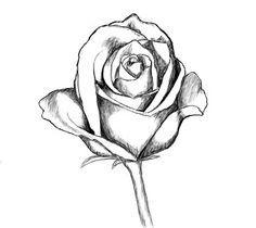 How To Draw Roses | Drawing ...