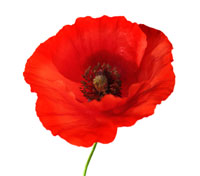 Poppy Cartoon - ClipArt Best