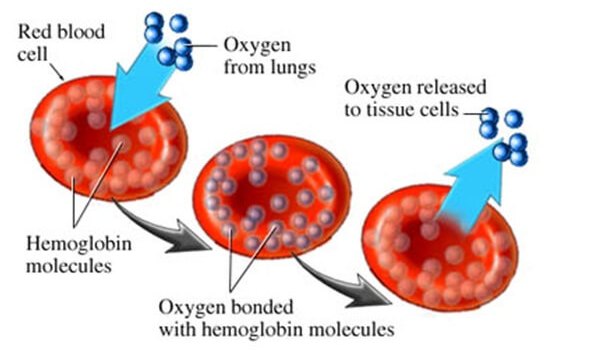 Optimal Red Blood Cell Ranges and How to Increase or Decrease Them ...