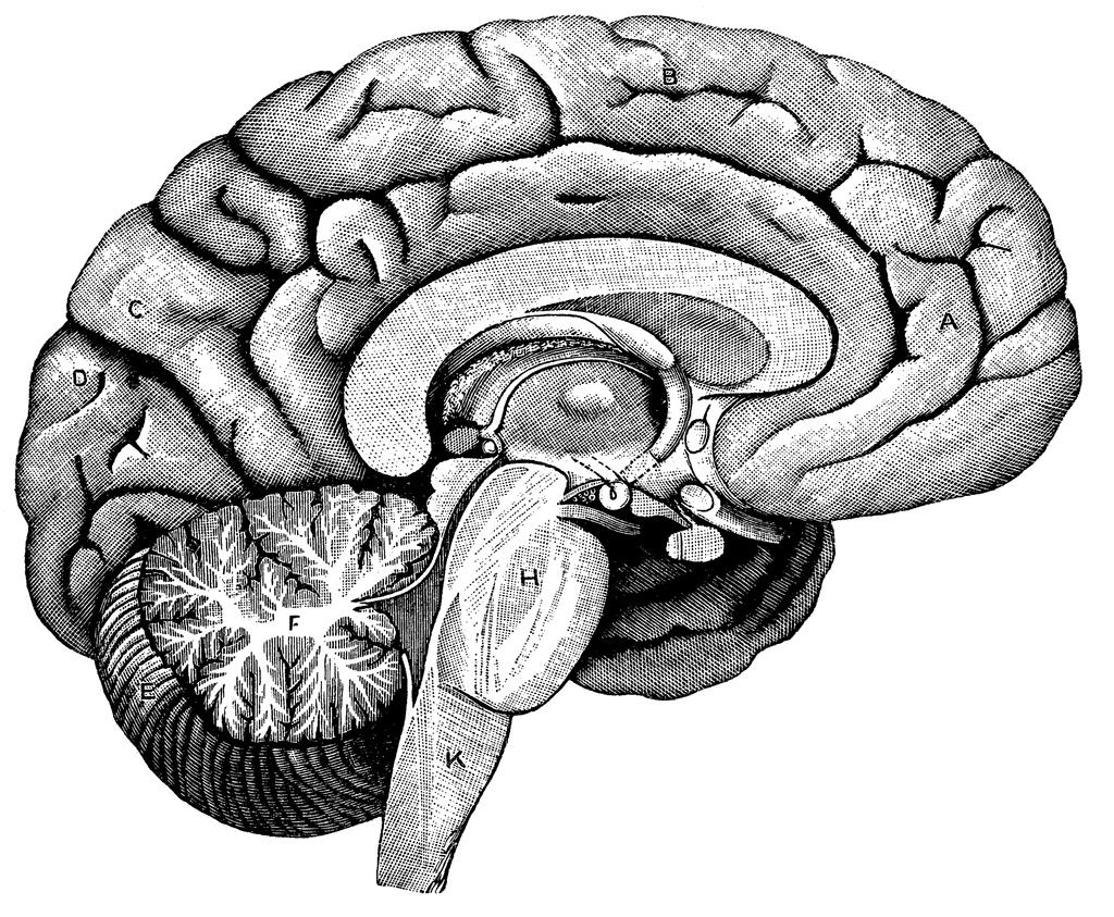 Unlabeled Brain Diagram & Unlabeled Brain Diagram & Human Brain ...