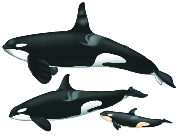 Orca Cartoon - ClipArt Best