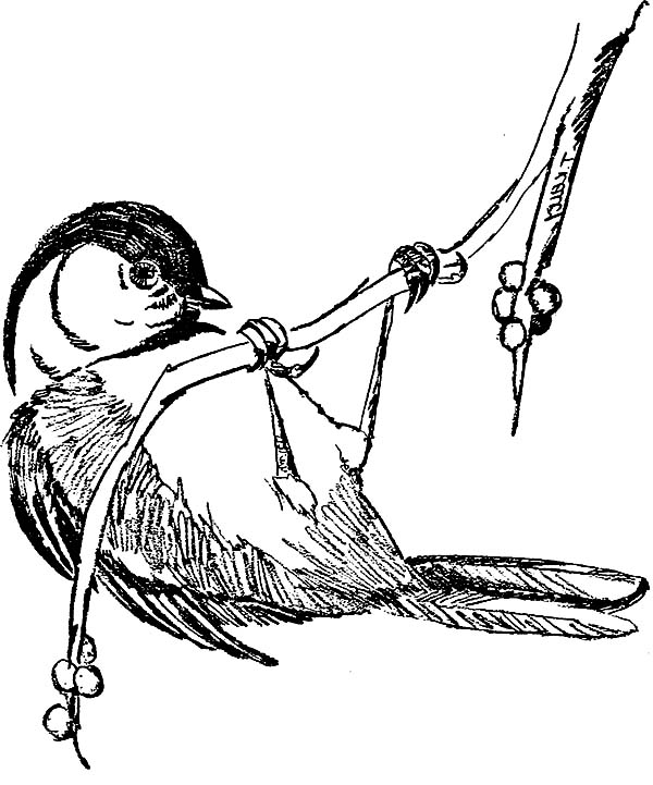 Maine State Bird Chickadee Coloring Page: Maine State Bird ...