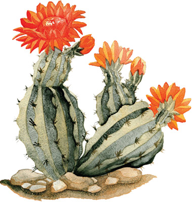 DANIEL SMITH Extra Fine Watercolor Triad 'Cactus Flower' from ...