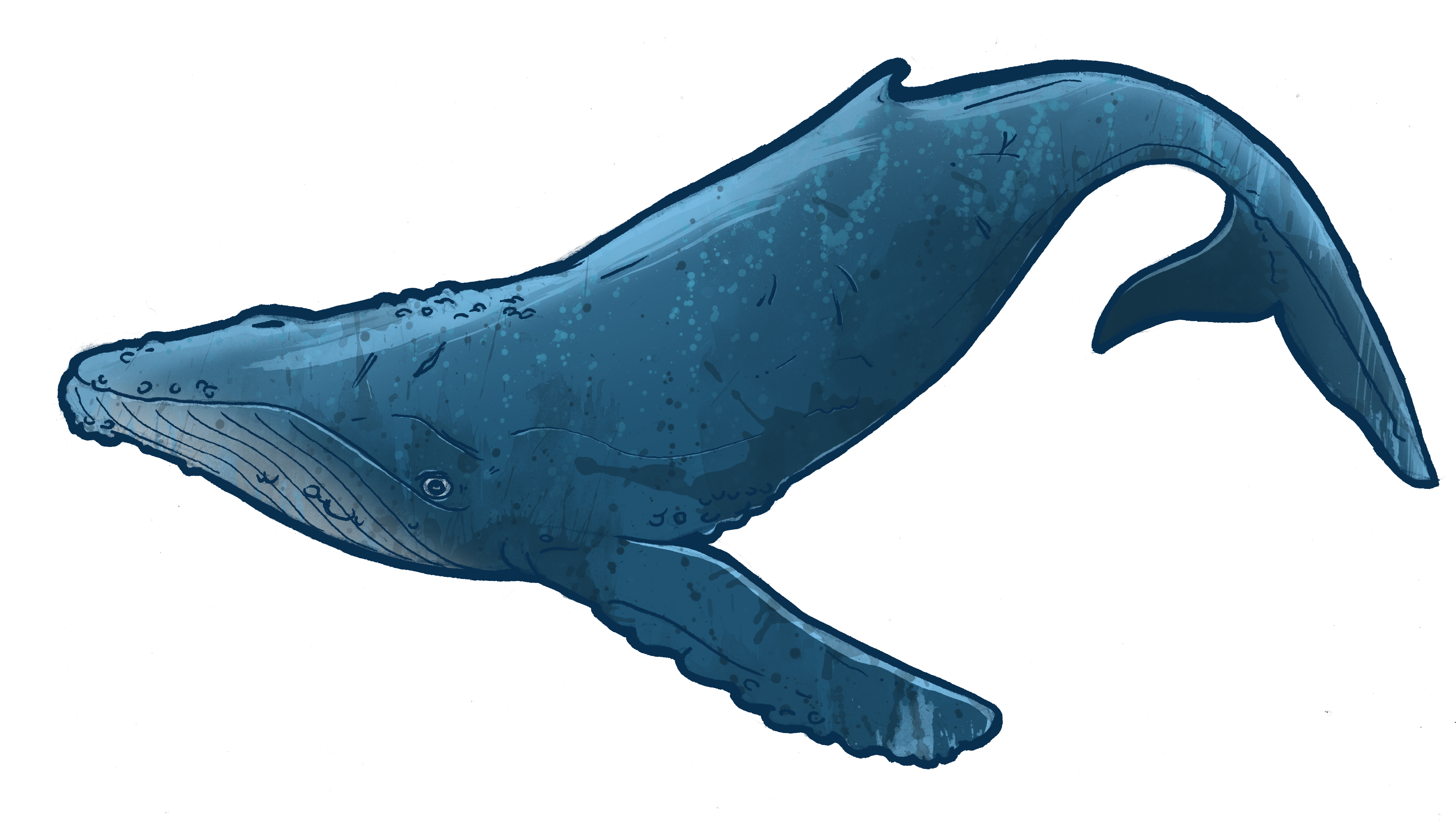free cartoon whale clip art - photo #45