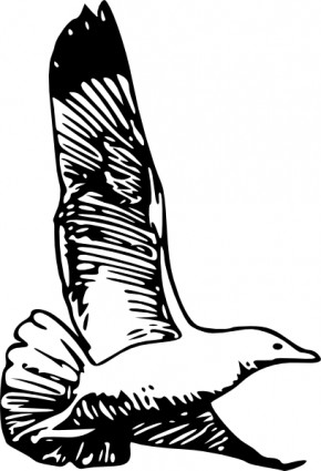 Herring Gull clip art Vector clip art - Free vector for free download