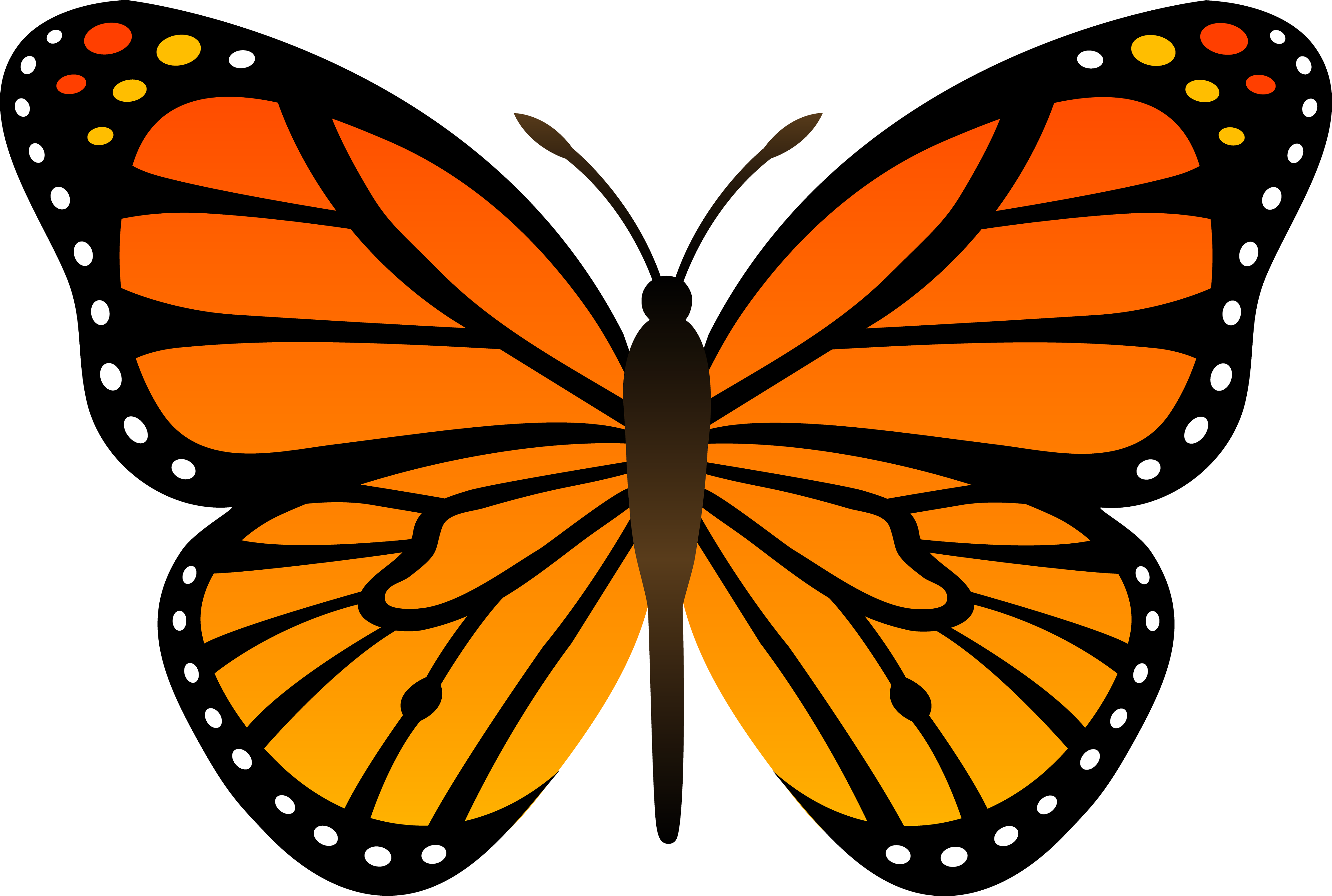 Download PNG image: Orange butterfly PNG image, butterflies free ...