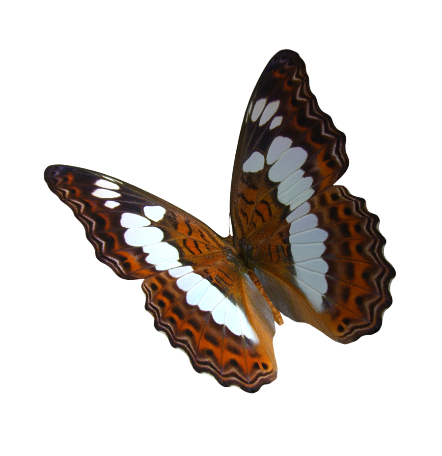 Stock Butterflies PNG transparent
