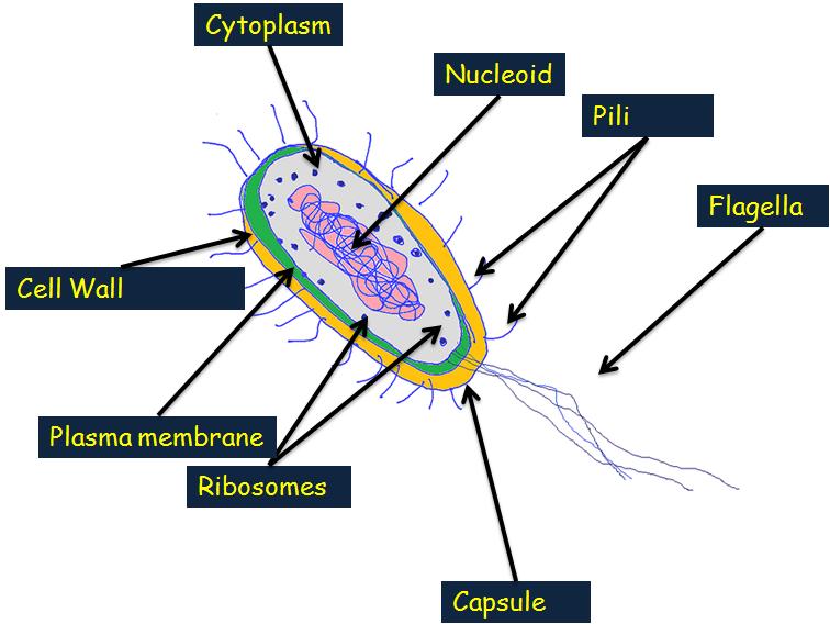 Bacterial Cell Diagram - ClipArt Best