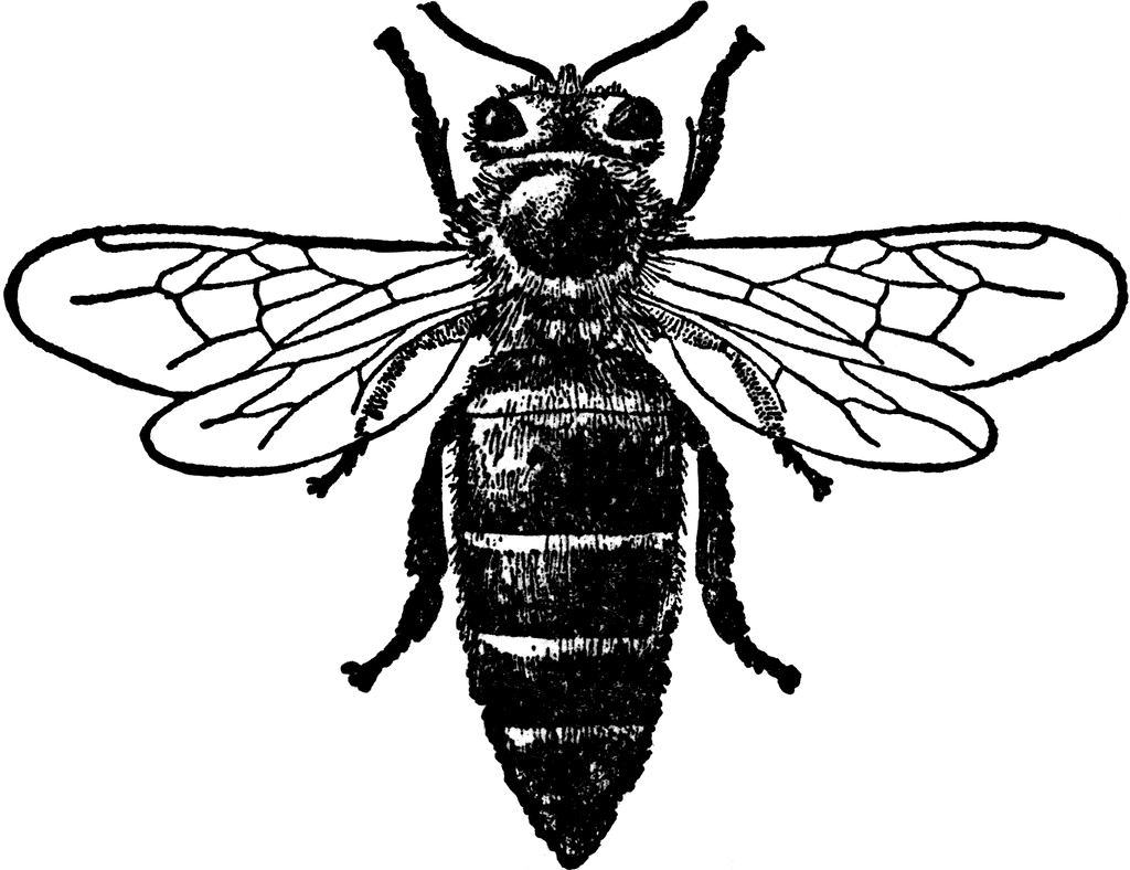 Honey Bee (Queen) | ClipArt ETC