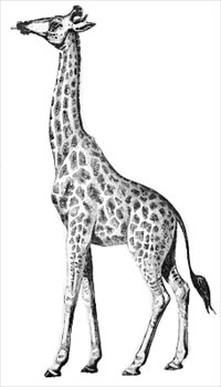 giraffe clip art
