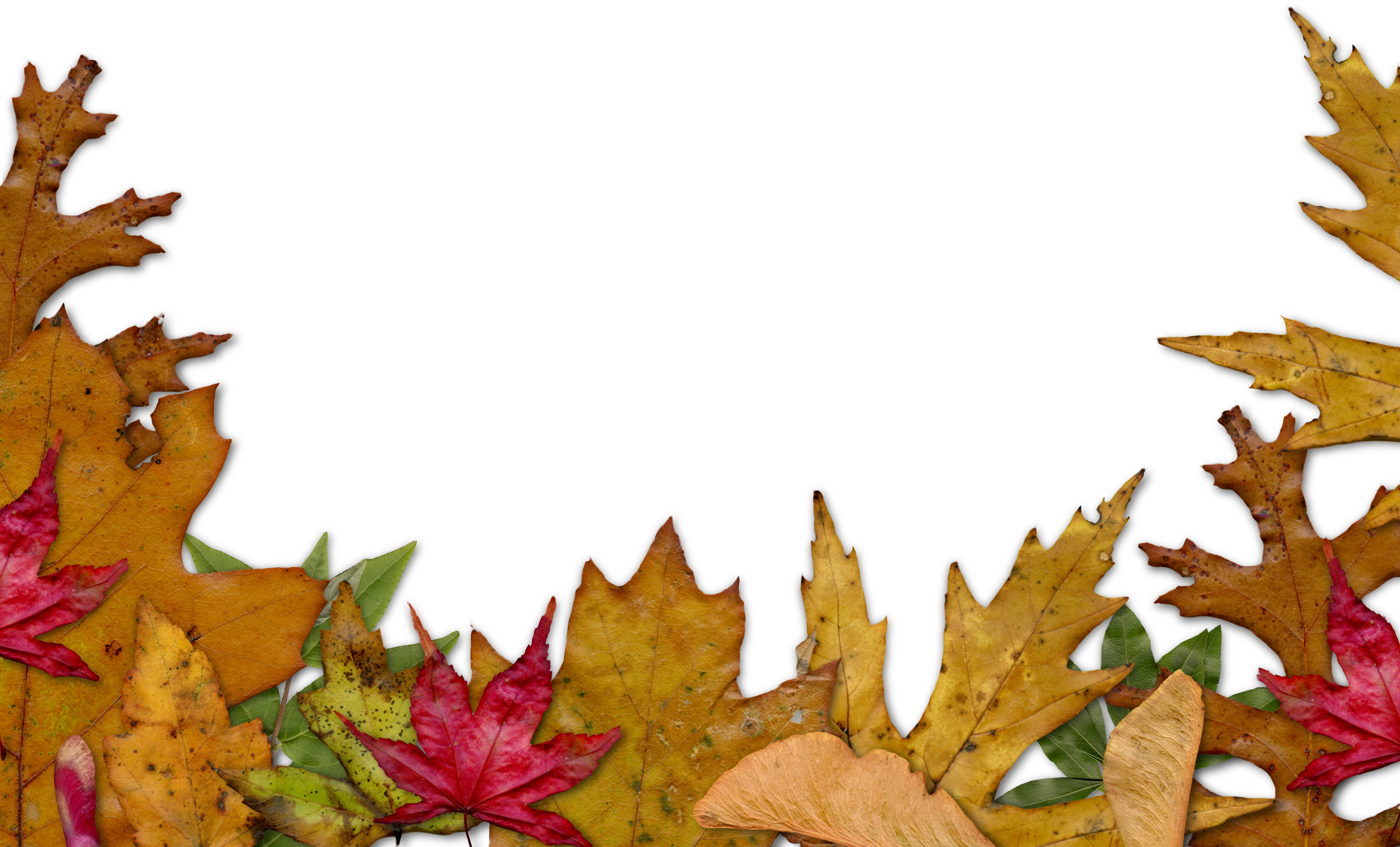 freebie: fall leaves edger | HG Designs