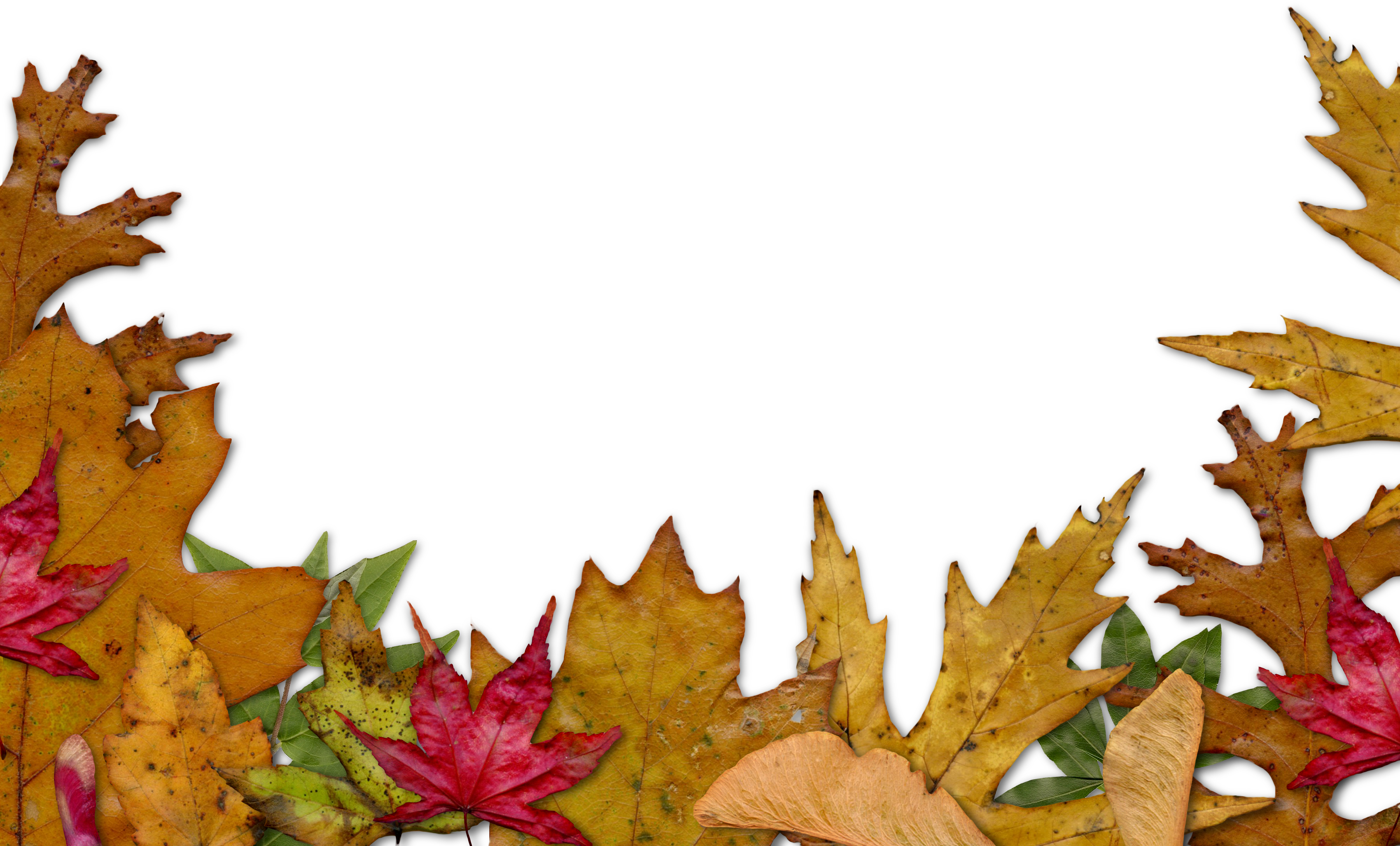 clip art fall leaves border - photo #41