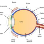 Eye Diagram Label - AoF.com