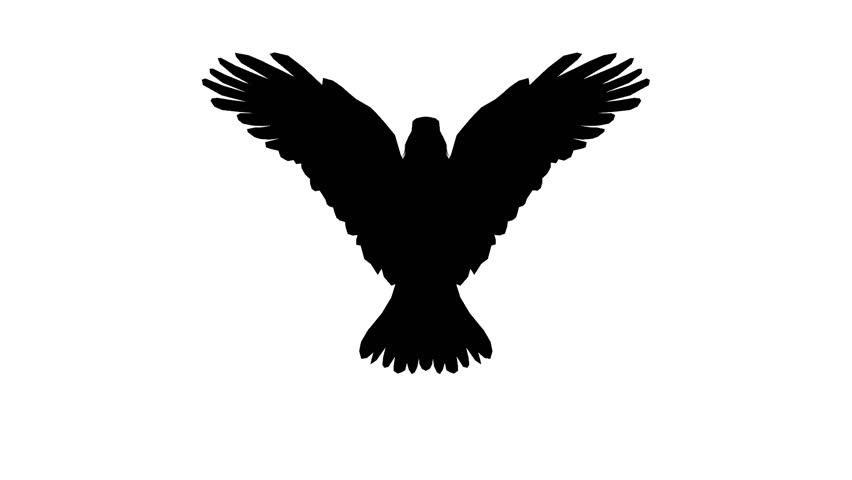 Eagle Inciting Wings Flying In Sky,haliaeetus Leucocephalus Bird ...