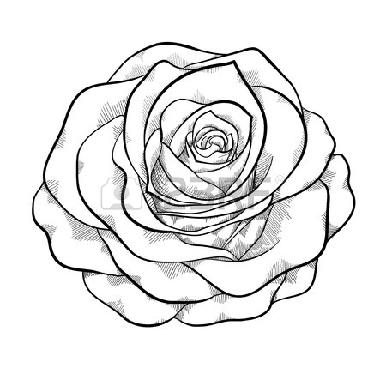 Rose Outline Clipart