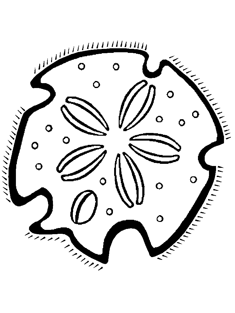Sand Dollar Coloring Page - ClipArt Best