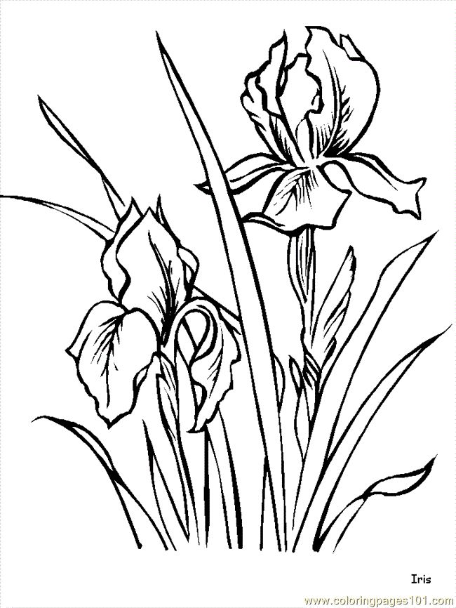 Flower Coloring Pages | Coloring ...