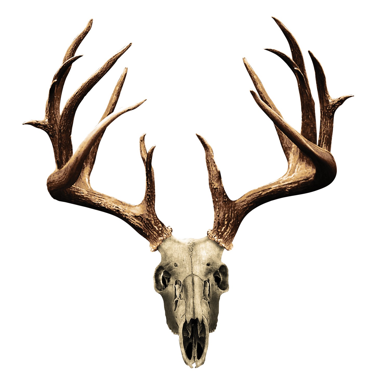 White Tailed Deer Skull - Cliparts and Others Art Inspiration