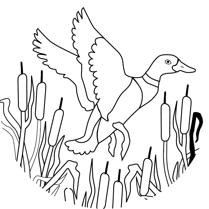 flying mallard duck Colouring Pages