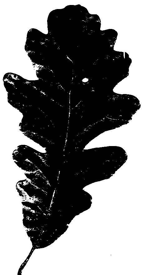 clip art oak leaf silhouette - photo #9