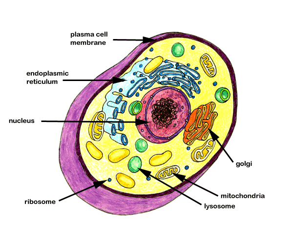 Red Blood Cells Diagram ClipArt Best red-blood-cells-diagram-clipart-best