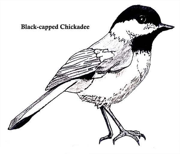 blackcapped chickadee Colouring Pages