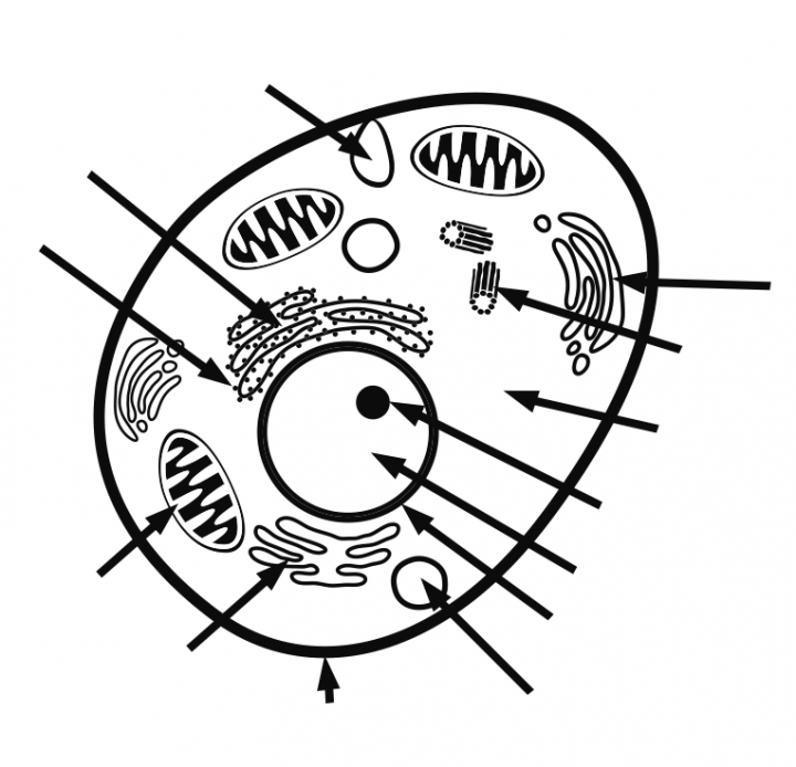 Animal Cell Clipart Labeled