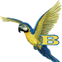 SeaGull Pirate Parrot Vogel Bird Alphabet Animated Gif/wwtumblrcom ...