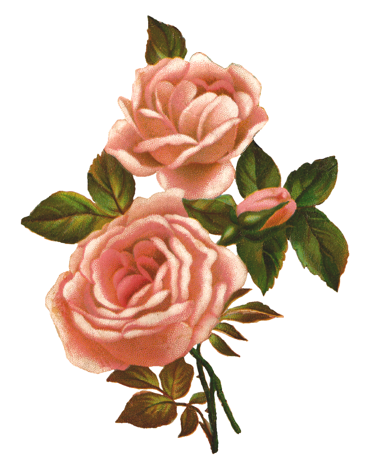 Antique Images: Pink Rose Stock Image Vintage Shabby Flower Clip Art