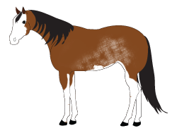 Paint Horse Clipart
